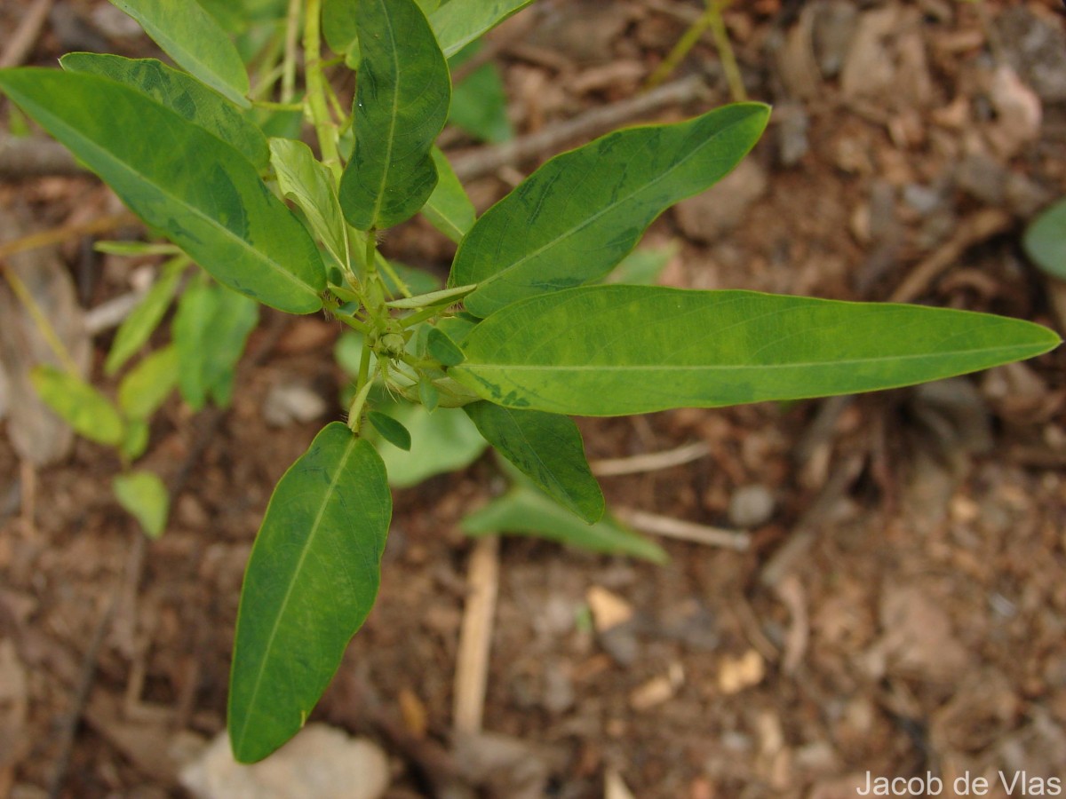 Codariocalyx motorius (Houtt.) H.Ohashi